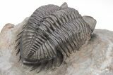 Coltraneia Trilobite Fossil - Huge Faceted Eyes #208934-4